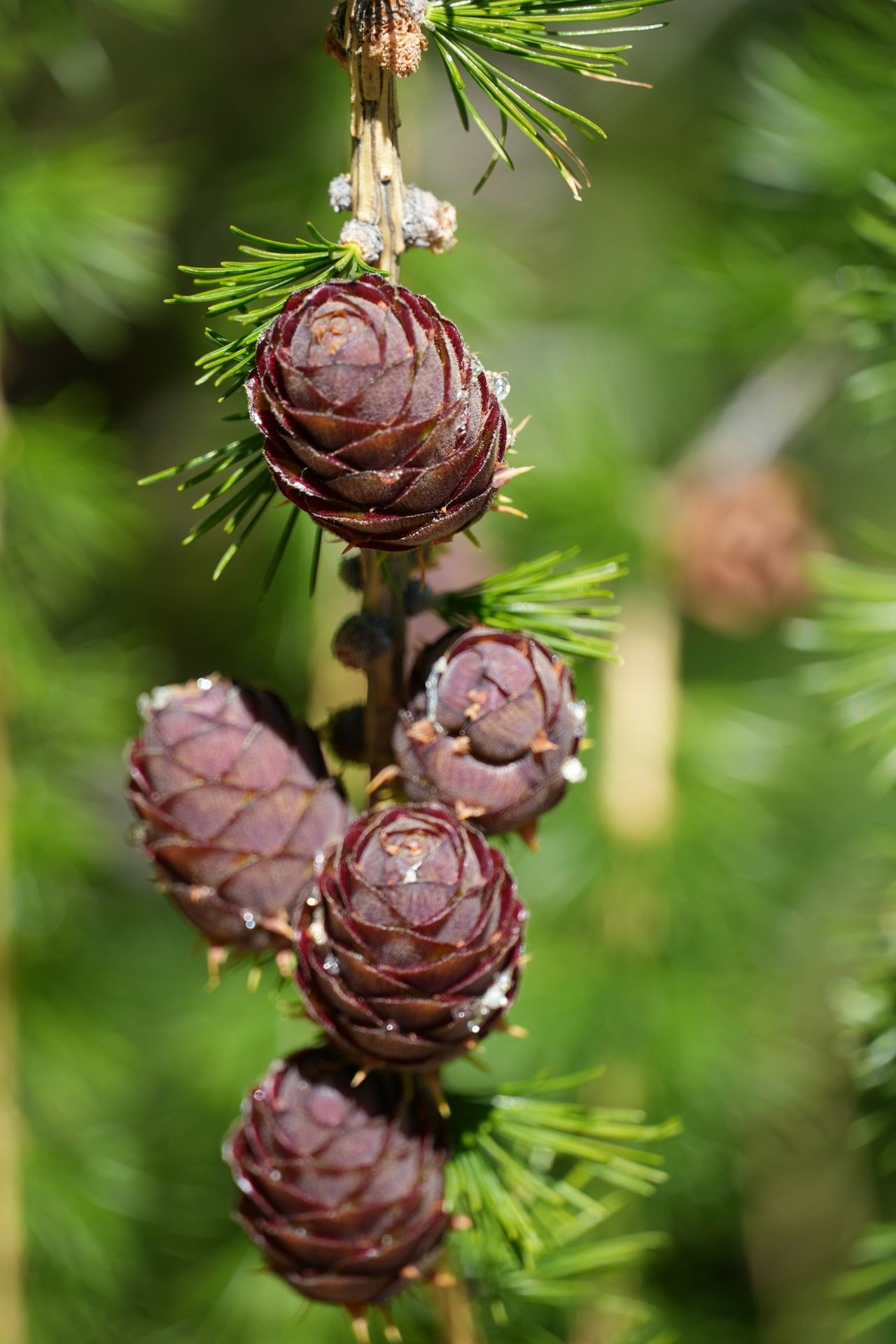 a bunch of pine cones hanging from a tree